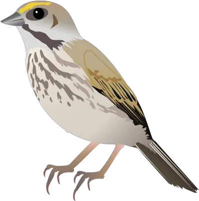 Drawing Of Seaside Sparrow Png Image Bird Side View Png Sparrow Png