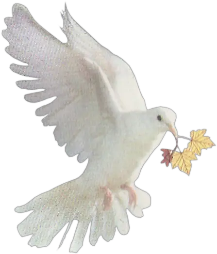 Palomapng Imagui Pigeons And Doves Paloma Png