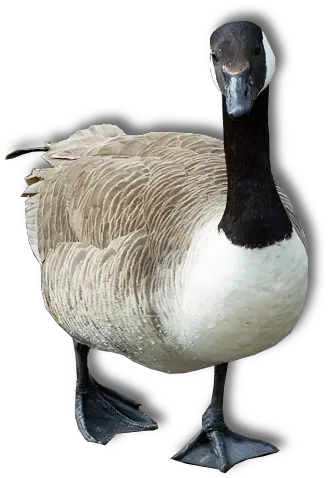 Goose Png Transparent Image Goose Png Goose Transparent