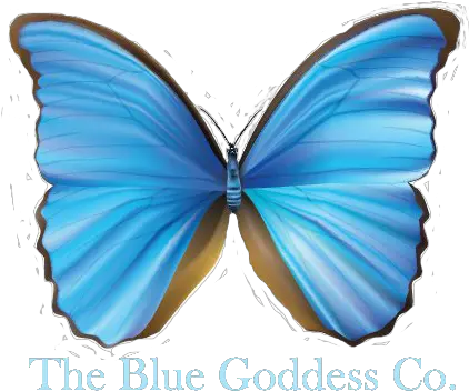 Real Butterfly Wing Jewelry U2013 The Mystic Blue Morpho Necklace Blue Merle Sheltie Puppies Png Blue Butterflies Png