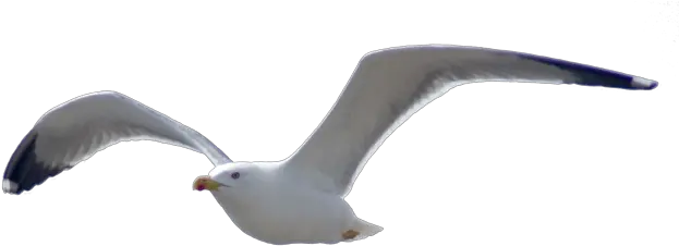 115 Birds Png Images Are Free To Download Png Format Sea Birds Png Bird Png Transparent