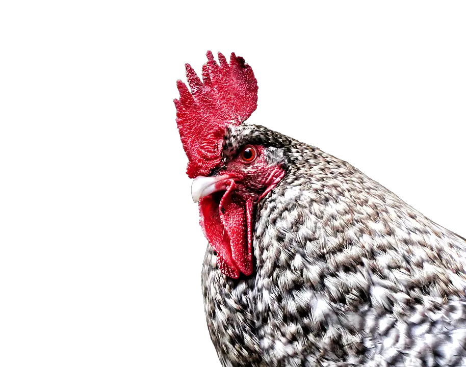 Gockel Hahn Hen Dangerous Rooster Png Rooster Png