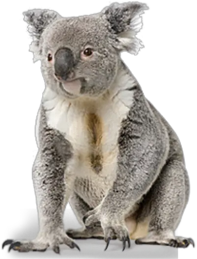 Png Koala Koala Png Koala Transparent