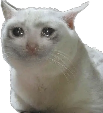 Crying Cat Meme Transparent Png Crying Cat Meme Png Meme Png Transparent