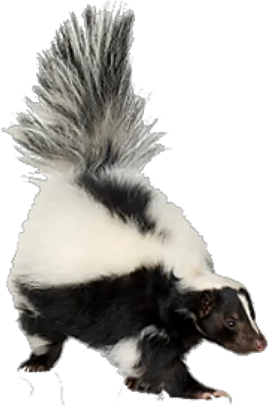 Png Background Skunk Smell Skunk Transparent