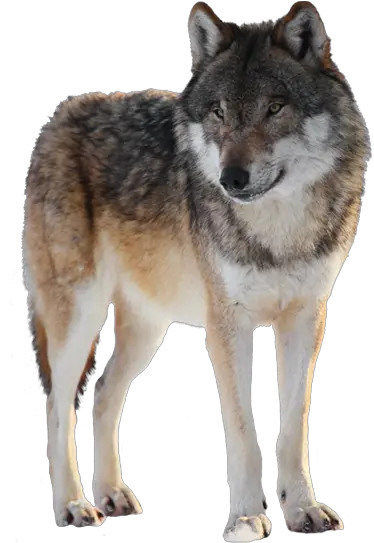 Lobo En Png Transparent Image Lobo Png Lobo Png