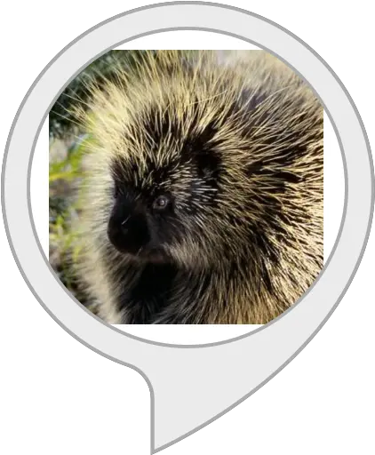 Amazoncom Porcupine Facts Alexa Skills Porcupine Utah Png Porcupine Png