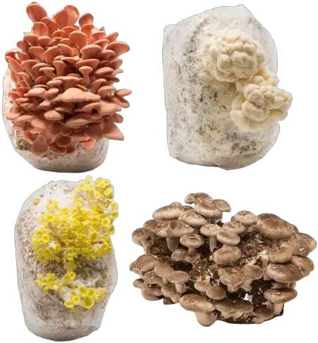 Mushroom Mini Farms Variety Pack Aquarium Decor Png Mushroom Transparent