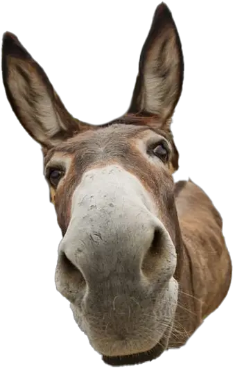 Donkey Animal Png Transparent Image Did You Say Friday Donkey Transparent