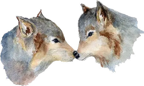 Wolf Transparent Tumblr Png Full Size Download Seekpng Kunming Wolfdog Wolf Transparent Png