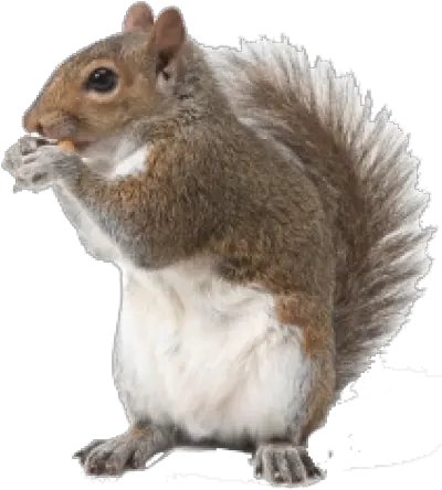 Squirrel Png And Vectors For Free Download Dlpngcom Squirrel Spikes Squirrel Transparent