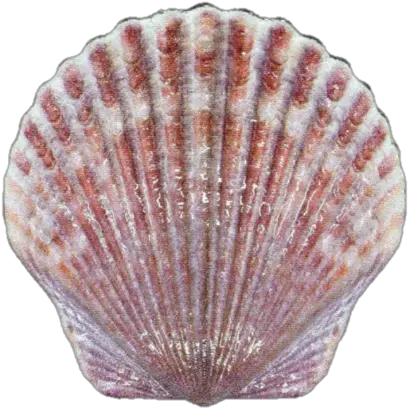 2019 10 Gram Fiji Castaway Collection Fiji Shell Coin Png Seashell Transparent