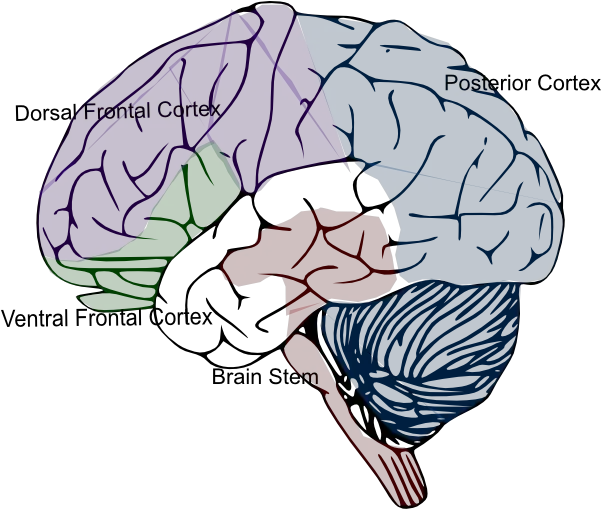 Cortex Brain Clip Art Vector Clip Art Online Brain Clip Art Png Brain Transparent Background