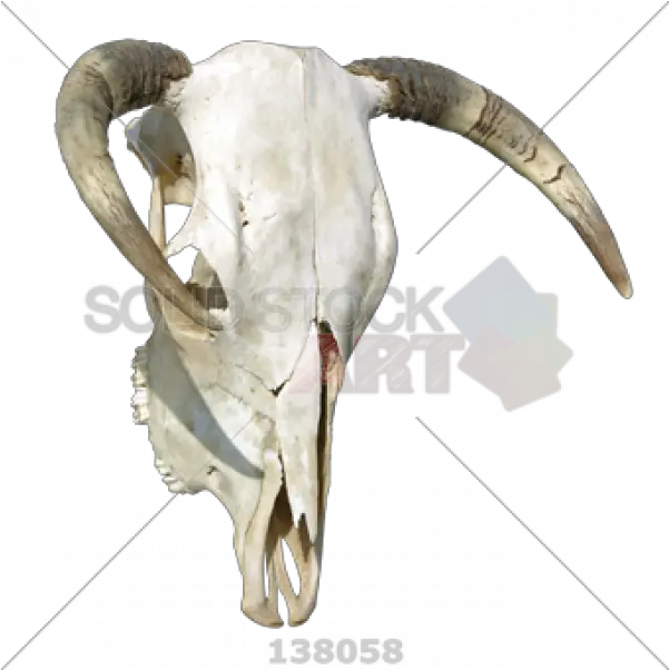 Cow Skull Png Transparent Images Horn Cow Skull Png