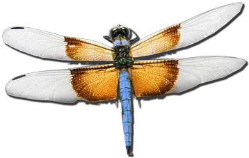 100 Free Dragonfly U0026 Insect Illustrations Pixabay Flying Insect Real Png Dragonfly Transparent Background