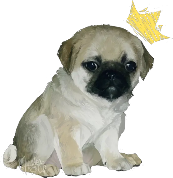 Pug Png Picture Pug Pug Png