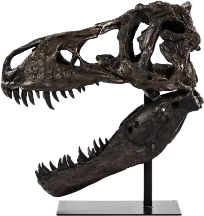 Dinosaur Skull With Base Wall Décor Dinosaur Skull Decoration Png Dinosaur Skull Png