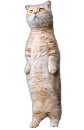 B3takit Cat Standing Up Transparent Png Transparent Memes