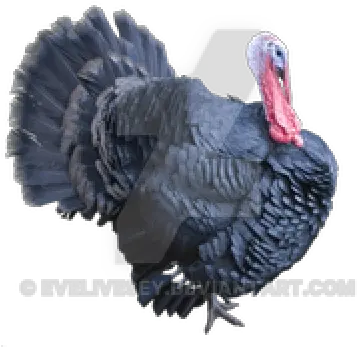 Download Turkey Bird Free Png Photo Images And Clipart Turkey Transparent Background Turkey Clipart Png