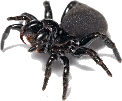 Pest Alert Spiders No 1 In Spider Control Redback Funnel Web Spider Bathurst Png Spider Transparent