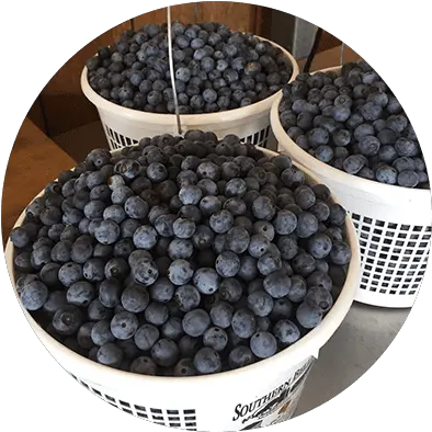 Summer Maqui Png Blueberries Icon