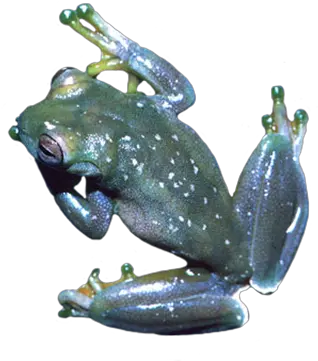 Frog Clip Art Eastern Spadefoot Png Crazy Frog Png