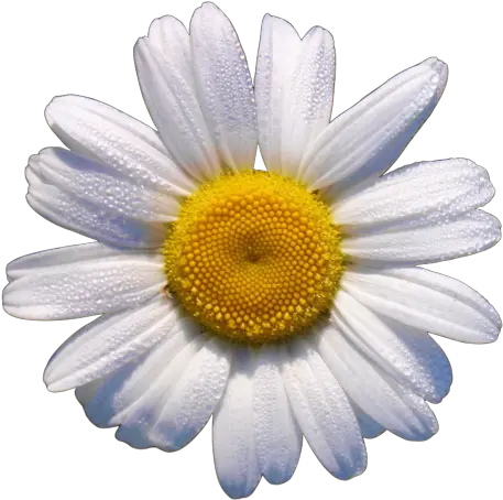 Okdfkg Things I Love Daisy Flowers White Flower Png Translucent Daisy Flowers Png Tumblr