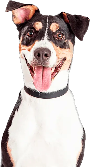 Pet Dog Waste Removal And Pooper Scooper Service Doodycalls Happy Dog White Background Png Dog Poop Png