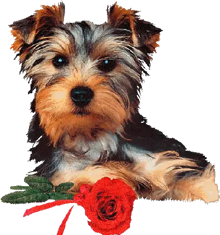 Dogs Photo Doganimated Dog Animation Gifs Dog Swimming Gif Transparent Png Transparent Dog Gif
