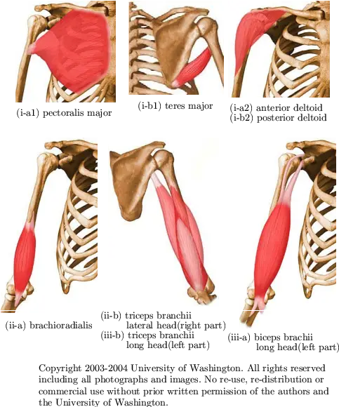 Muscles Of Arm Iantagonistic Mono Articular Muscles Monoarticular Muscles Png Joint Png