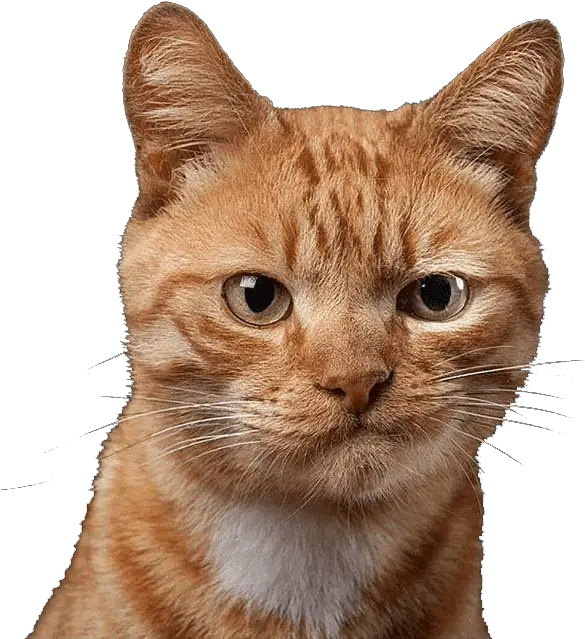 Download Cat Not Impressed Face Hd Png Uokplrs Animal Cat Images Png Angry Cat Png