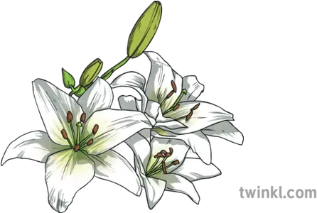 White Lily Lilies Flower Plant Easter Usa Topics Ks2 Stargazer Lily Png Easter Lily Png