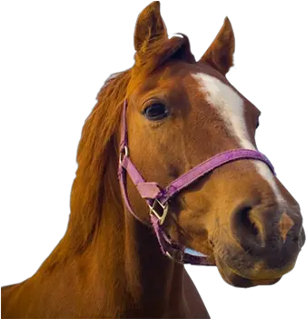 Horse Without Back Png Transparent Image 9 Free Pet Adoption Center Ds Horse Transparent Background