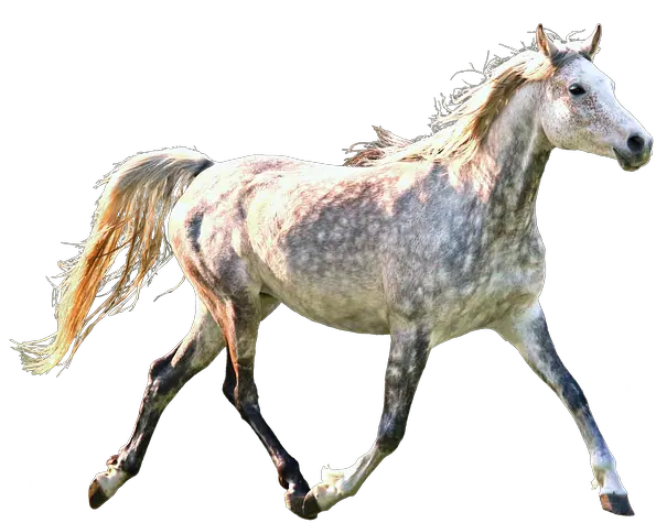 Horse Trotting Dapple Free Image On Pixabay Horse Trotting Transparent Background Png Horse Running Png