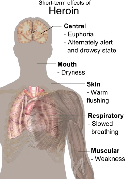 Fatality Rate For Heroin And Cocaine Users Is 14 Higher Than Short Effects Of Heroin Png Cocaine Transparent Background