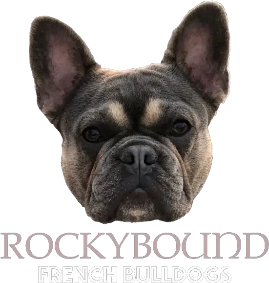 Rockybound Frenchies French Bulldog Png Bulldog Png