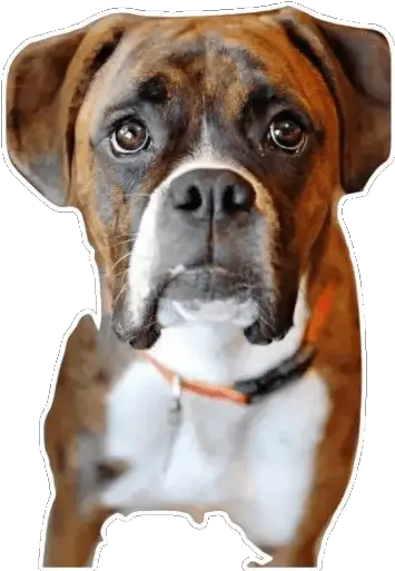 Boxer Stickers Live Wa Stickers Png Boxer Dog Icon