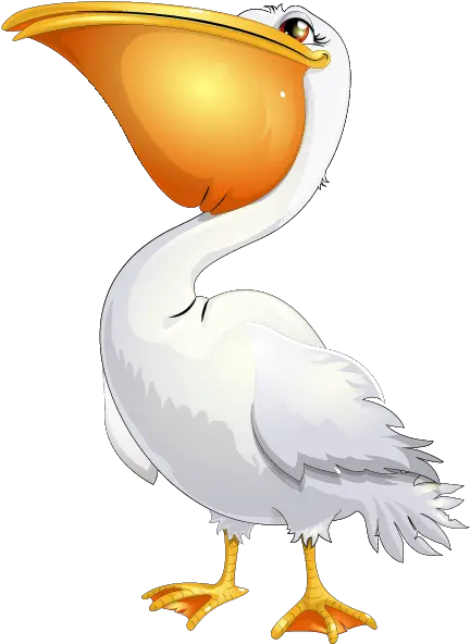 Pelican Png Pelican Png Cartoon Pelican Png