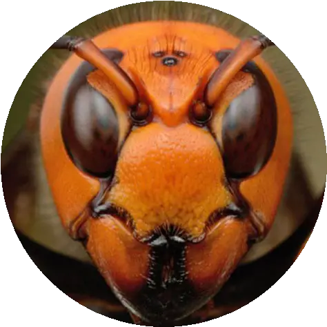 Gamesphere Giant Asian Hornet Face Png Facebook Like Masterbation Icon