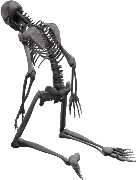 Skeleton Png Skeleton Png Skeleton Png Transparent