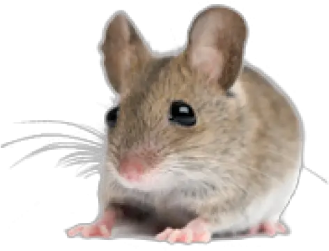 Rat Mouse Png Free Download 12 Images Mouse Pest Rat Transparent