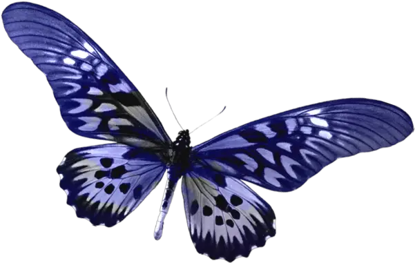 Transparent Butterfly Clipart Gallery Transparent Transparent Background Butterfly Clipart Png Butterflies Transparent Background