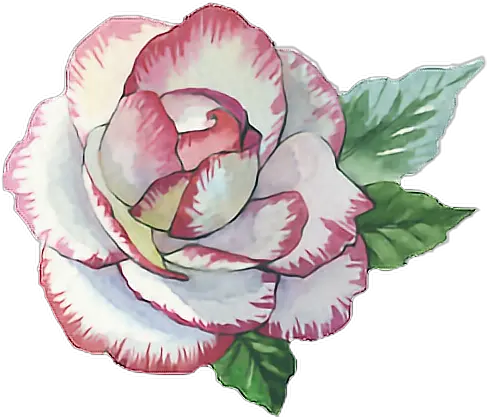 Download Hd Rose Roses Paint Watercolor Watercolour Flower Hybrid Tea Rose Png Pink Roses Png