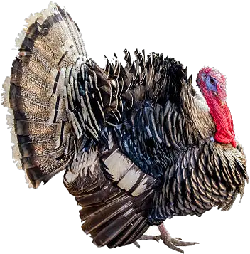 Wild Turkey Png Transparent Images Free Download Domesticated Turkey Turkey Transparent