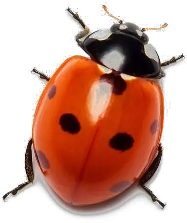 Ladybug Transparent File Ladybug With White Background Png Transparent Ladybug