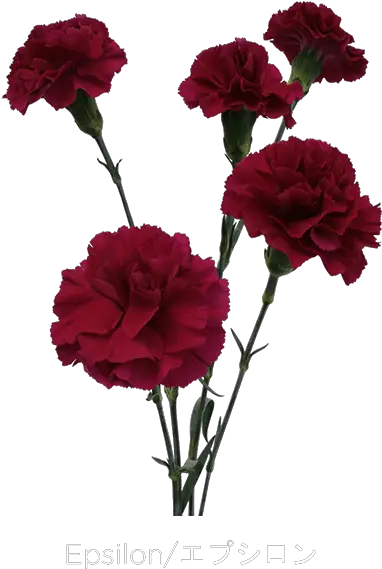 Carnation Png Download Free Clip Art Carnation Free Transparent Carnation Png