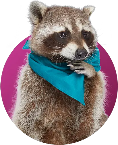 Recycled Other Quiz Recycling Raccoons Procyon Png Raccoon Transparent