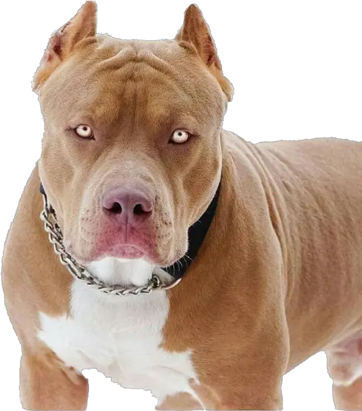 Pit Bull Png Pit Bull Dogs Pit Bull Png
