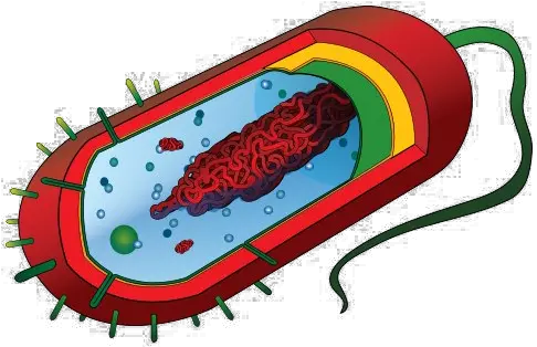 Bacteria Png Image Prokaryotic Cell Diagram Bacteria Png