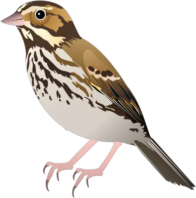 Download Sparrow Png Images Free Sparrow Vector Png Sparrow Png